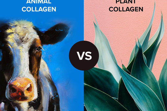 Plant Collagen VS Animal Collagen