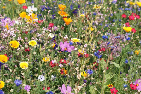 "April Showers bring May Flowers" (with Superpowers)