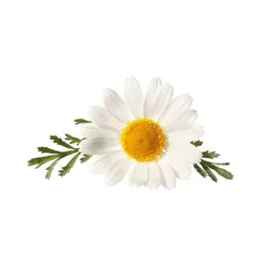 Chamomile