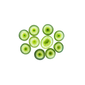 Plant Cells