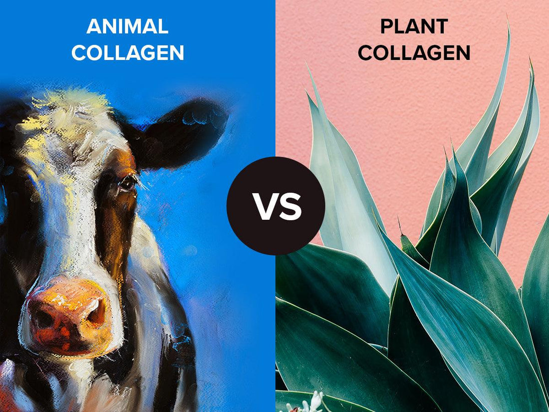 Plant Collagen VS Animal Collagen - Adonia Organics