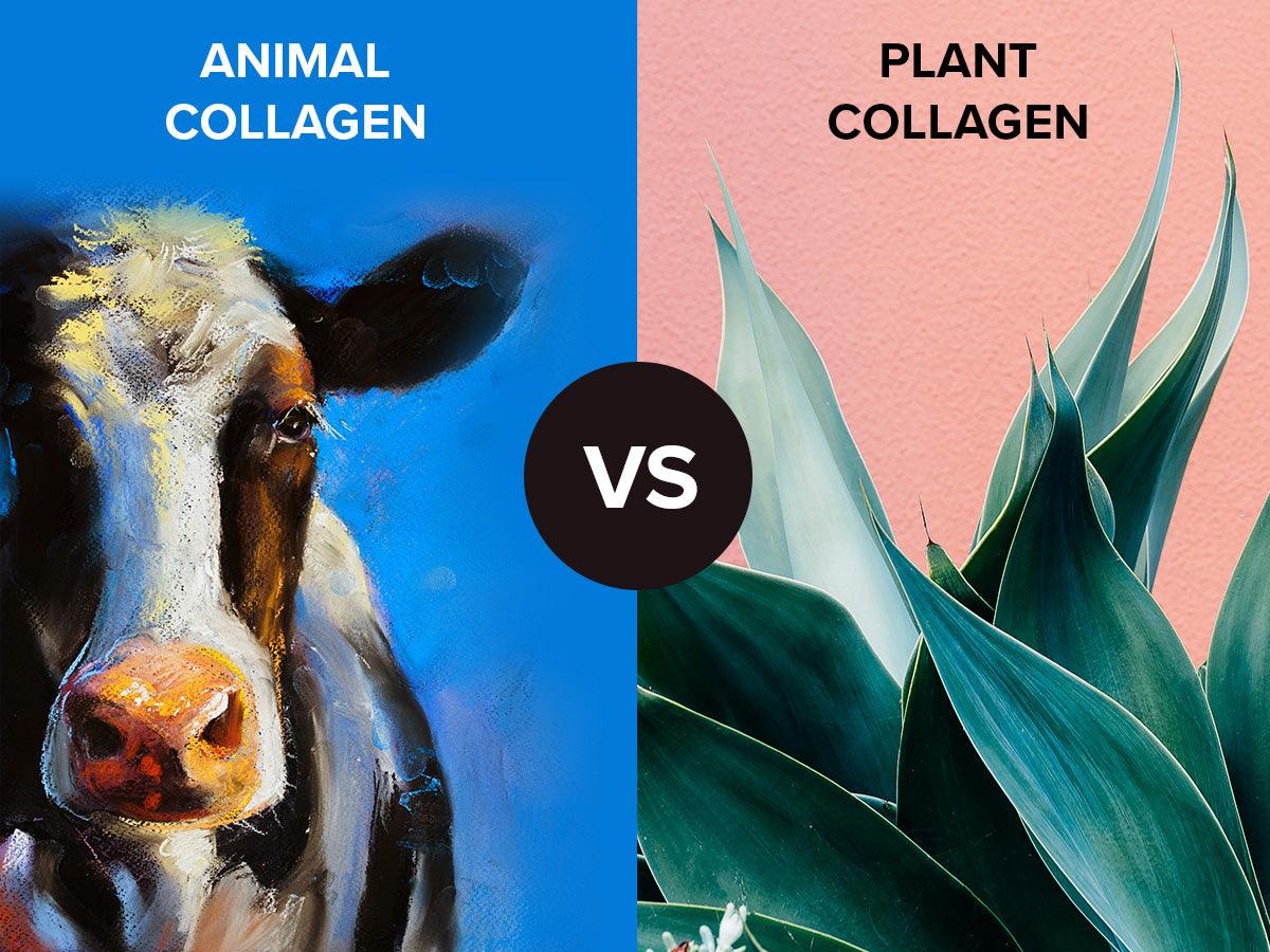 Plant Collagen VS Animal Collagen - Adonia Organics