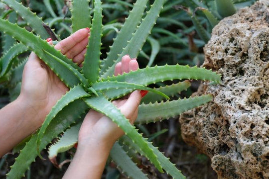 Harnessing Nature's Healer