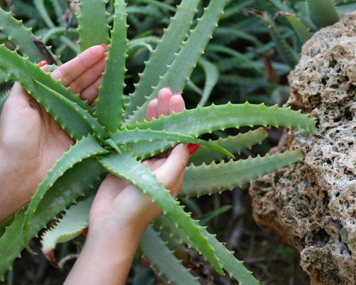 Harnessing Nature's Healer