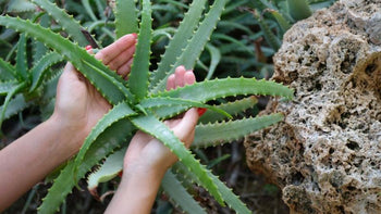 Harnessing Nature's Healer