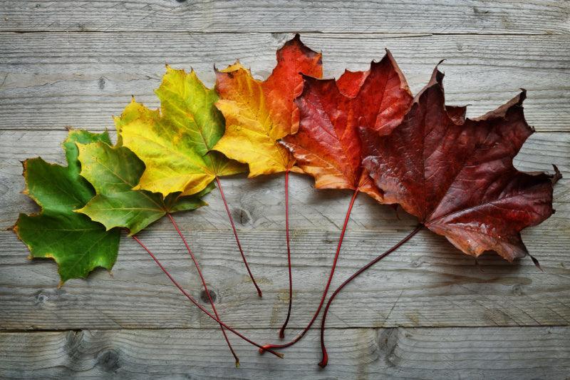 Maple leaves changing color from Green to Burgundy