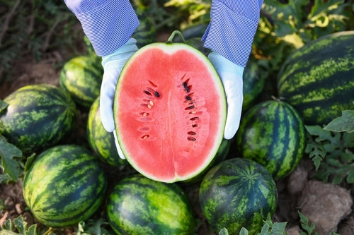 The Wonders of Watermelon