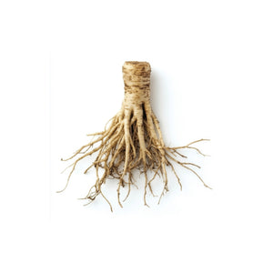 Angelica