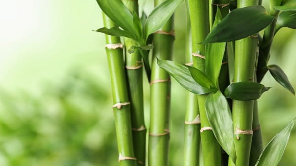 Bamboo Extract