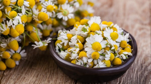 Chamomile