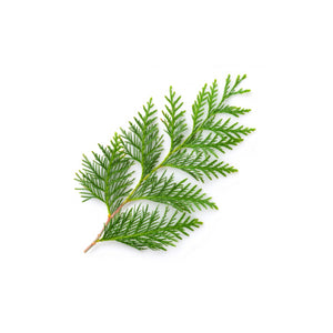 Cypress