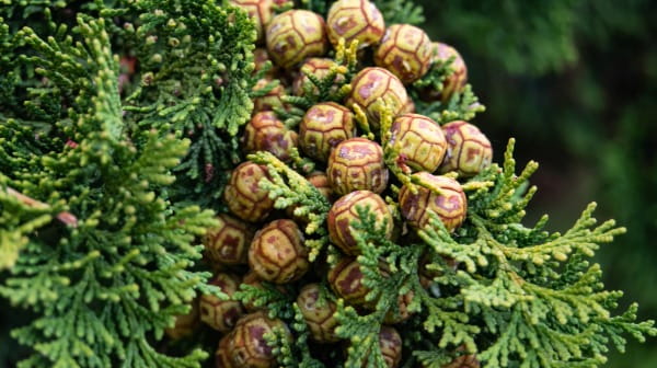 Cypress