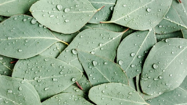 Eucalyptus