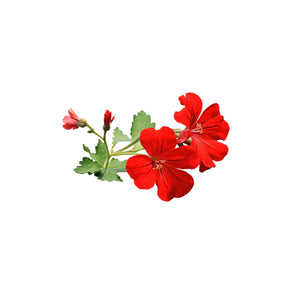 Geranium
