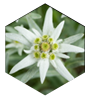 Edelweiss Extract