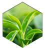 Green Tea Leaf