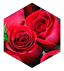 Rose Flower Oil