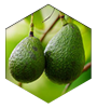 Avocado Oil