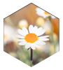 Chamomile Oil