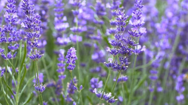 Lavender