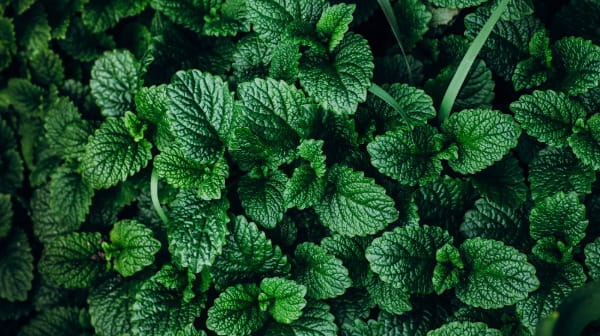 Mint Leaf