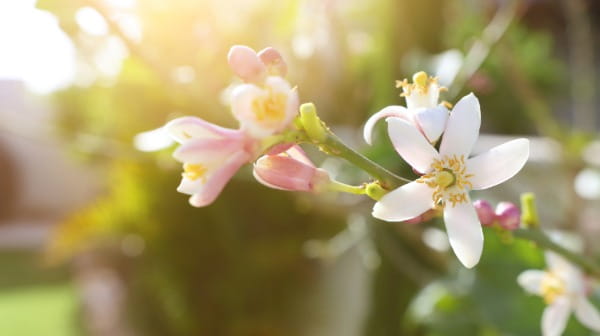 Neroli Oil