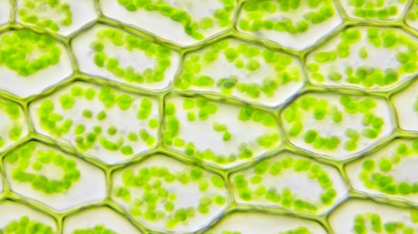 Plant Cells