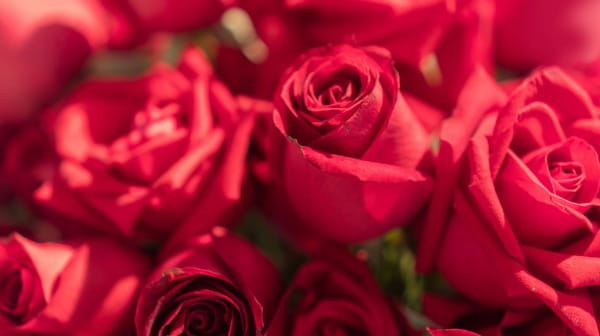 Rose Oil