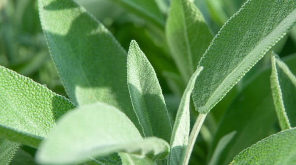 Sage Oil