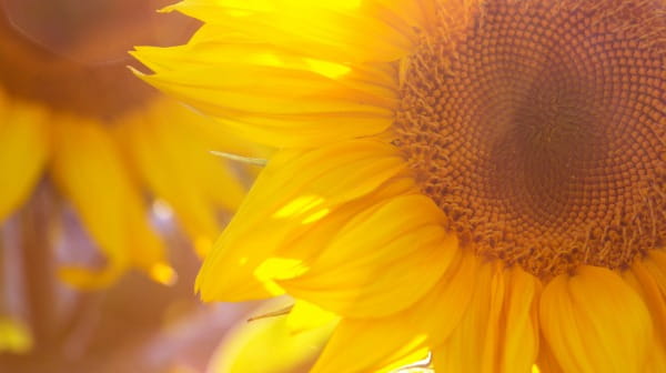 Sunflower Oil