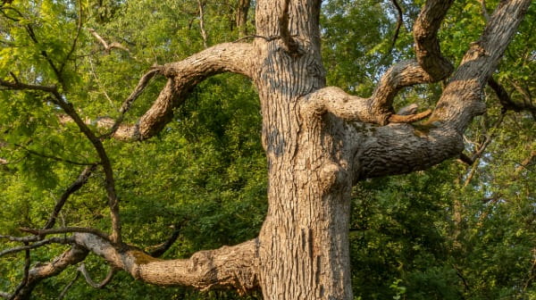 White Oak
