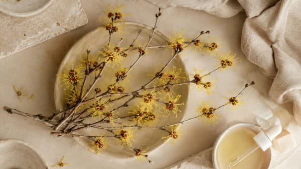 Witch Hazel