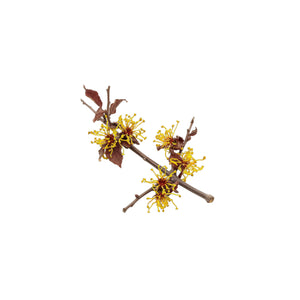 Witch Hazel