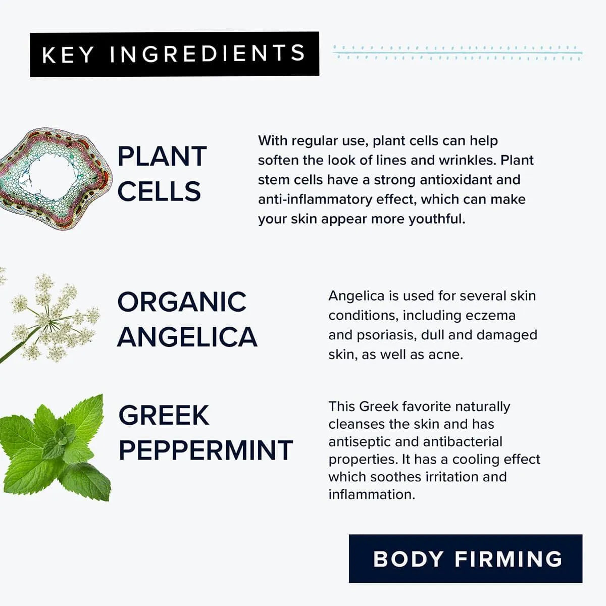Stemutone Body Serum - Adonia Organics